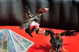 Hướng Dẫn Chi Tiết Cách Chơi Đá Gà Sabong Tại i9BET Hiệu Quả 3 Hướng Dẫn Chi Tiết Cách Chơi Đá Gà Sabong Tại i9BET Hiệu Quả